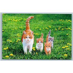 CAT with Kittens Serious Gang Style Humor Garden Grass Happy Tails New Postcard