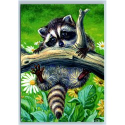 LITTLE RACCOON on a branch in forest ANIMAL Art Modern Postcard