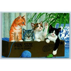 CAT Kitten in BOX Fun Size Yarn Vase Party Mix Funny Russia Modern Postcard