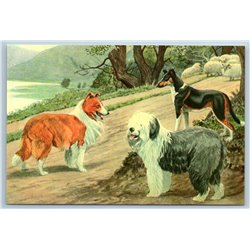 THREE DOGS Bobtail Collie Country Style Russian Modern postcard