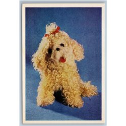 1966 TOY Lap dog Handmade toys Soviet VTG Postcard