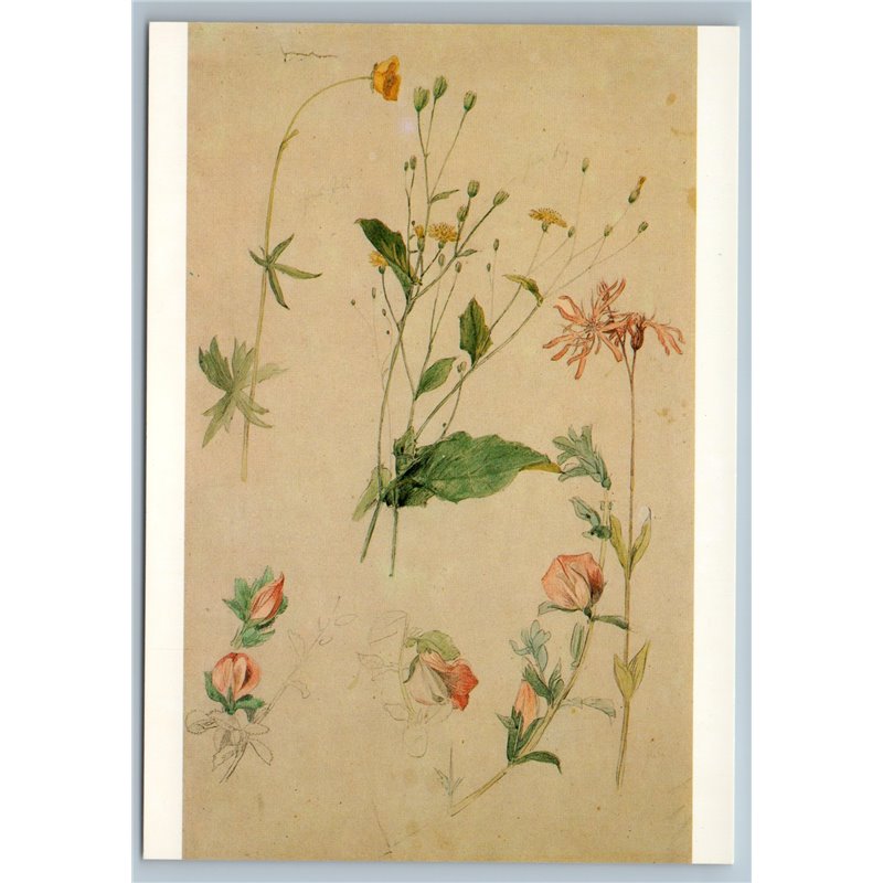 MEADOW FLOWERS and PLANTS in Vintage Style by Josef Manes Floral Chezh Postcard