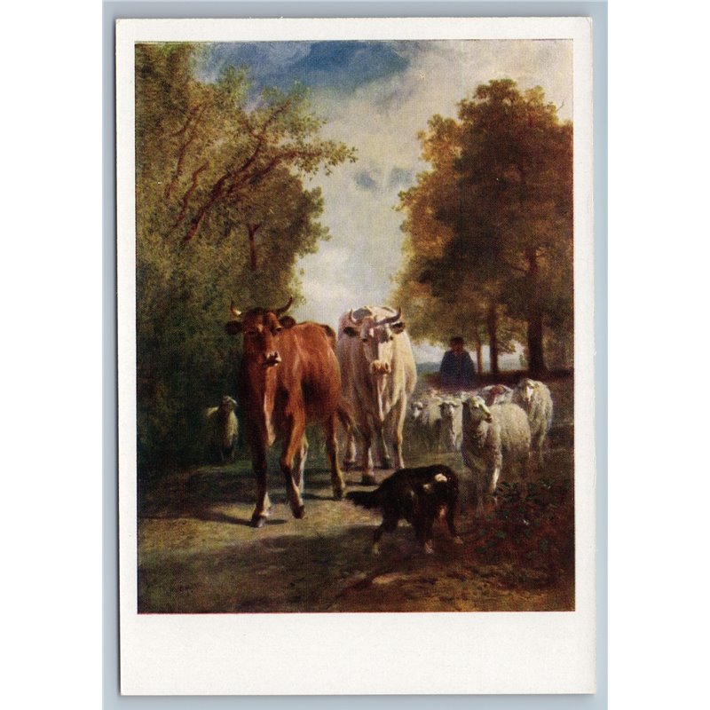 1963 Herd Return Cows BULL Sheep Farm by Troyon Russian Unposted Postcard