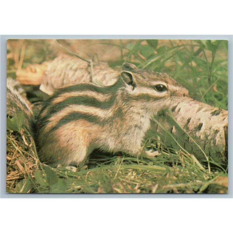 1989 CHIPMUNK in Forest Wild Animal Real Photo Soviet USSR Postcard