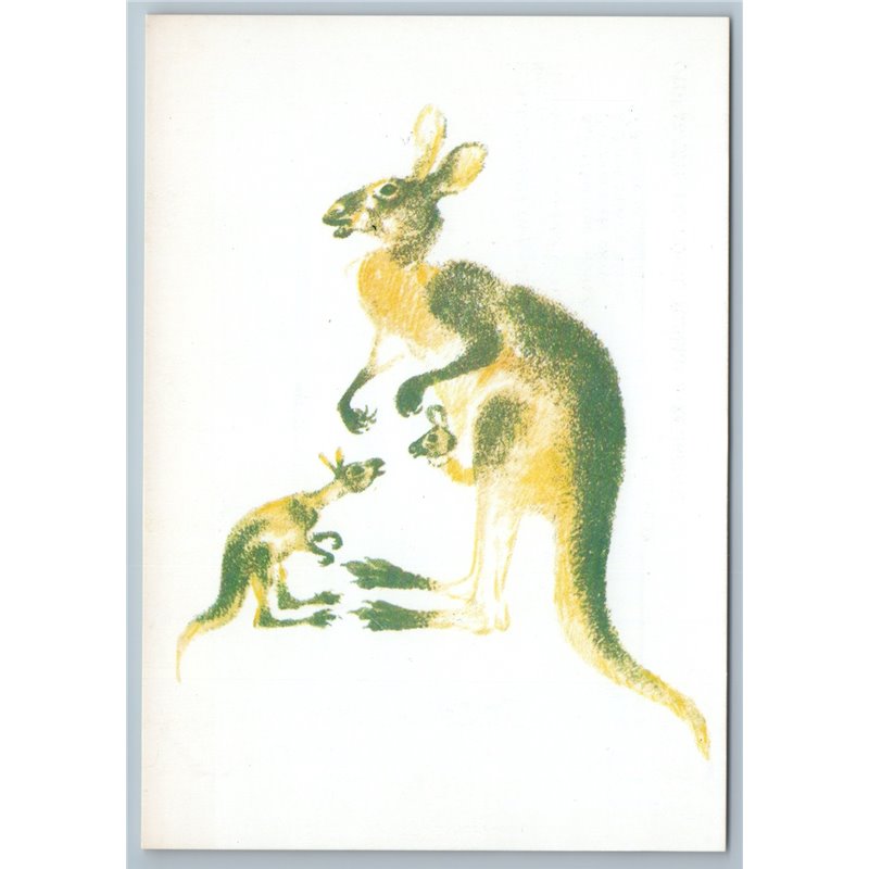 1989 KANGAROO with baby by Charushin Ill. Soviet USSR Postcard