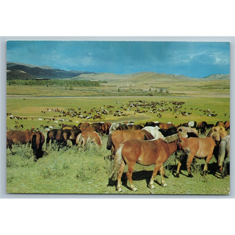 Horses grazing on grass lands Aimak MONGOLIA Real Photo MNR Postcard