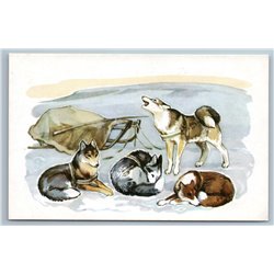 1972 LAIKA DOGS Dog sled Arctic Far North Tundra Sled RARE Soviet USSR Postcard